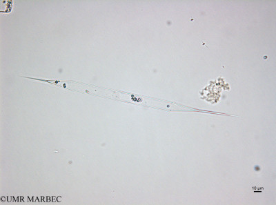 phyto/Brazilian_Amazon_coast/Amazomix_station_22/AMAZOMIX September 2021/Rhizosolenia setigera (St22_120922_rhizo_setigera220912_001_ovl-4).tif(copy)_thumb.jpg